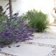 Gartenwelt Mediterraner Garten: Wege mit Travertinplatten
