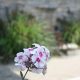 Designgarten | Feuerblume
