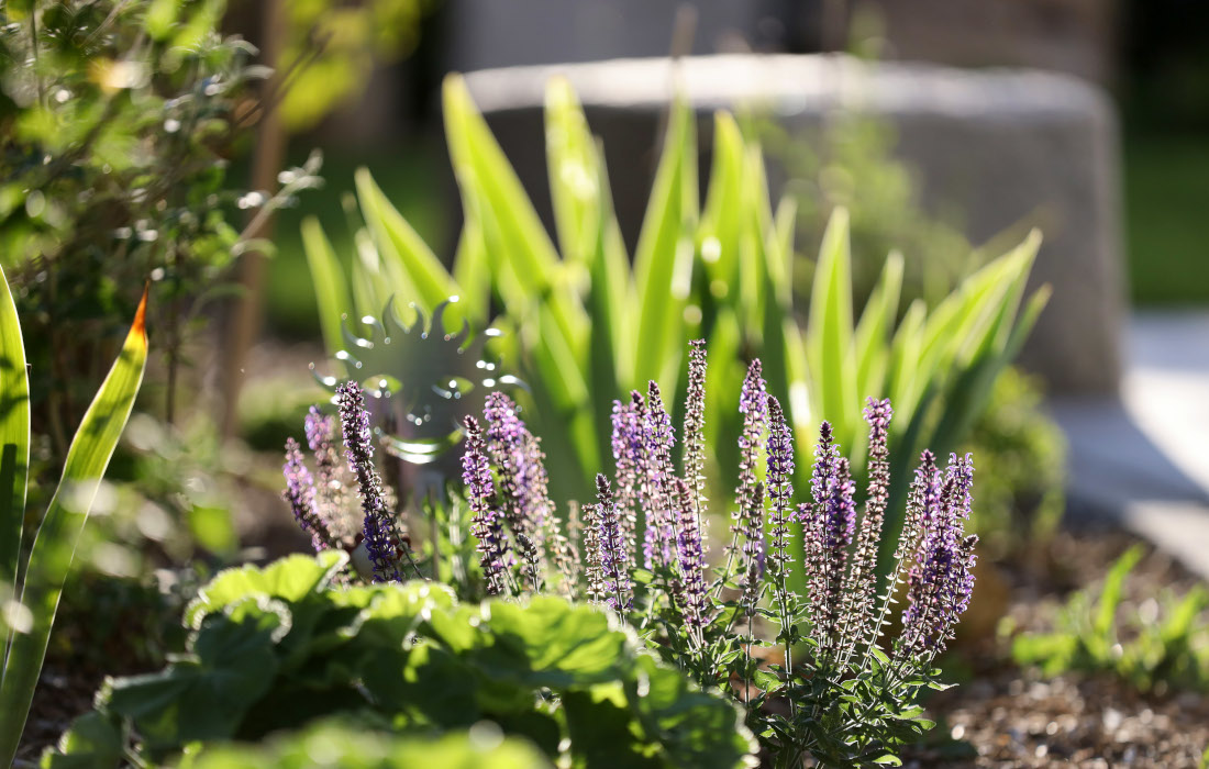 Designgarten Bepflanzung Lavendel